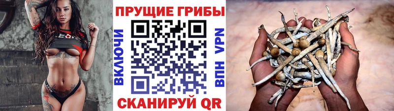 Псилоцибиновые грибы Psilocybe  blacksprut ссылки  Межгорье 